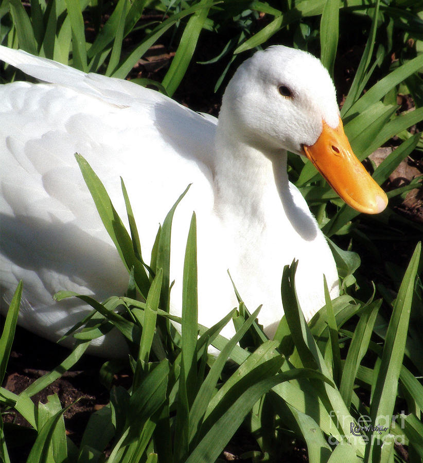 Duck Photograph - The Sunbather by RC DeWinter