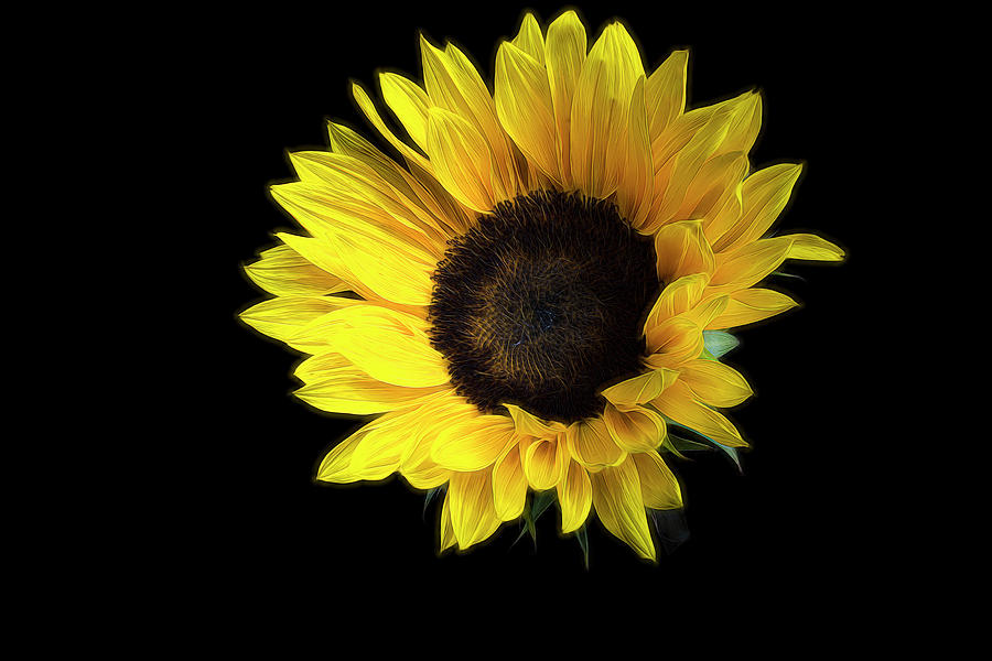 The Sunflower 2 Photograph by Judi Kubes