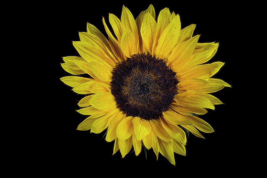 The Sunflower 3 Photograph by Judi Kubes