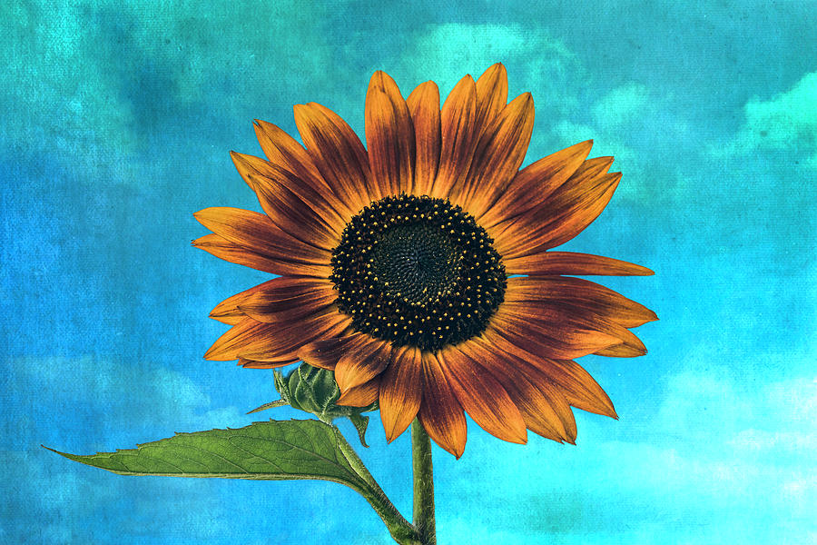 The Sunflower And The Blue Sky Mixed Media