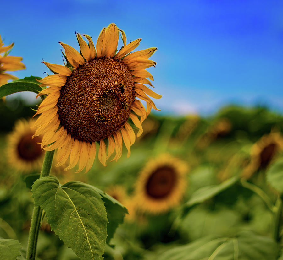 The Sunflower Photograph by Bobby Ryan The Sunflower Photograph by Bobby Ryan