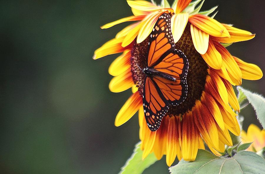 Sunflower Photograph - The Sunflower Butterfly by Sharon W