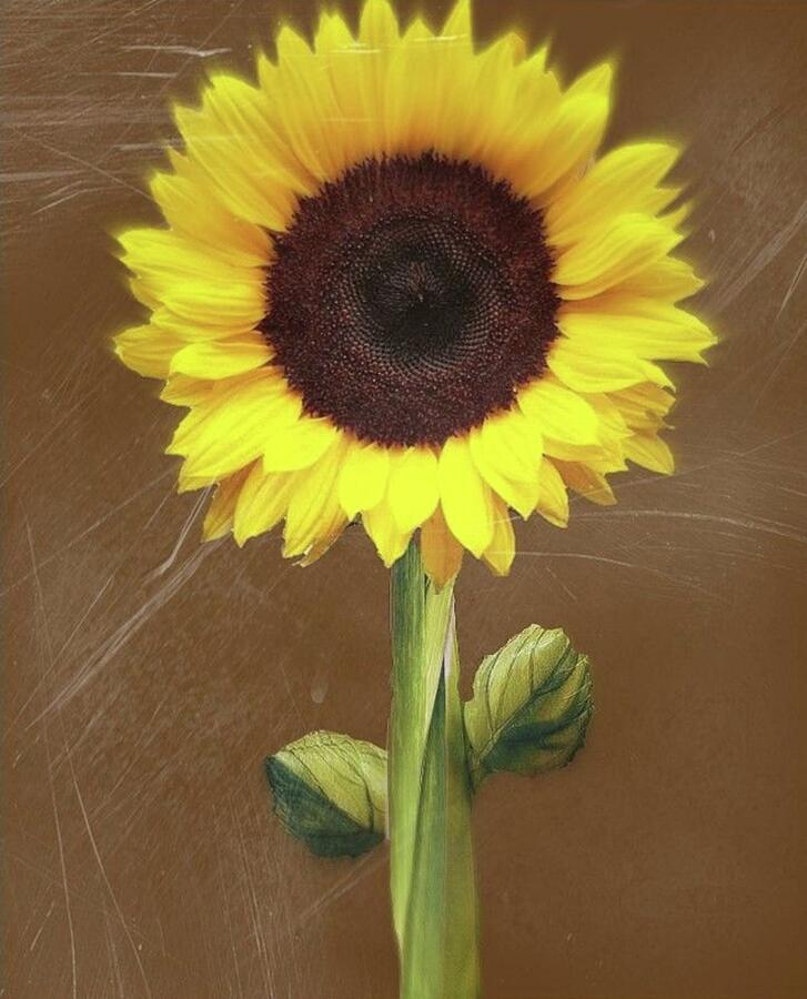 The Sunflower Digital Art by Cherry Vercher The Sunflower Digital Art by Cherry Vercher