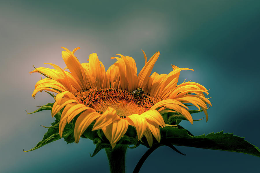 The Sunflower Photograph by David Patterson
