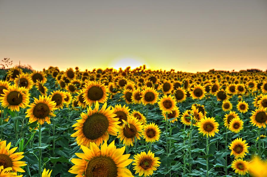 The Sunflower Field at Sunset Photograph by Karen McKenzie McAdoo