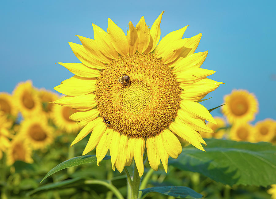 The Sunflower Photograph by Jordan Hill