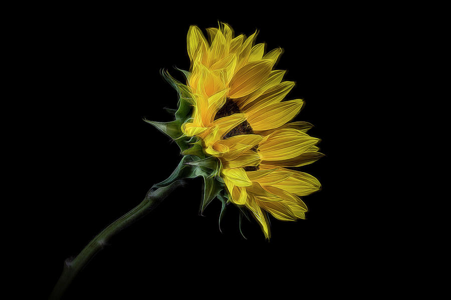 The Sunflower Photograph by Judi Kubes