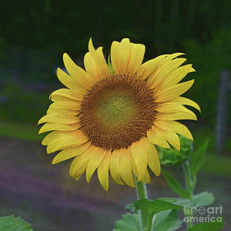 The Sunflower Photograph by Kathy Baccari