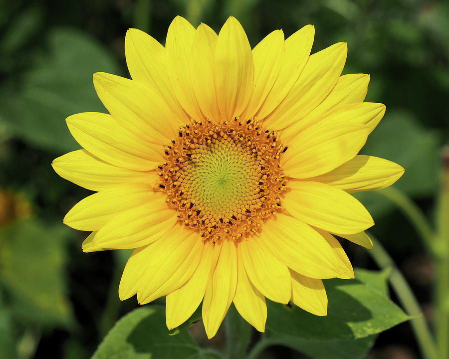 The Sunflower Photograph by Scott Olsen