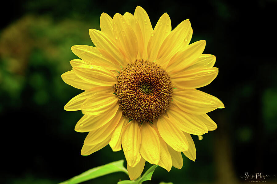 The Sunflower Photograph by Sonja Peterson Photography - Fine Art America