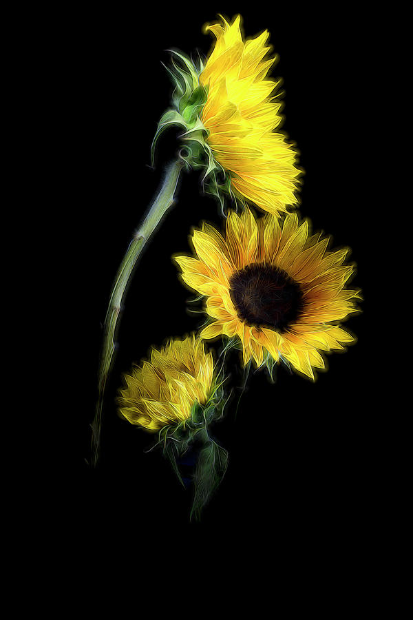 The Sunflower Trio Photograph by Judi Kubes