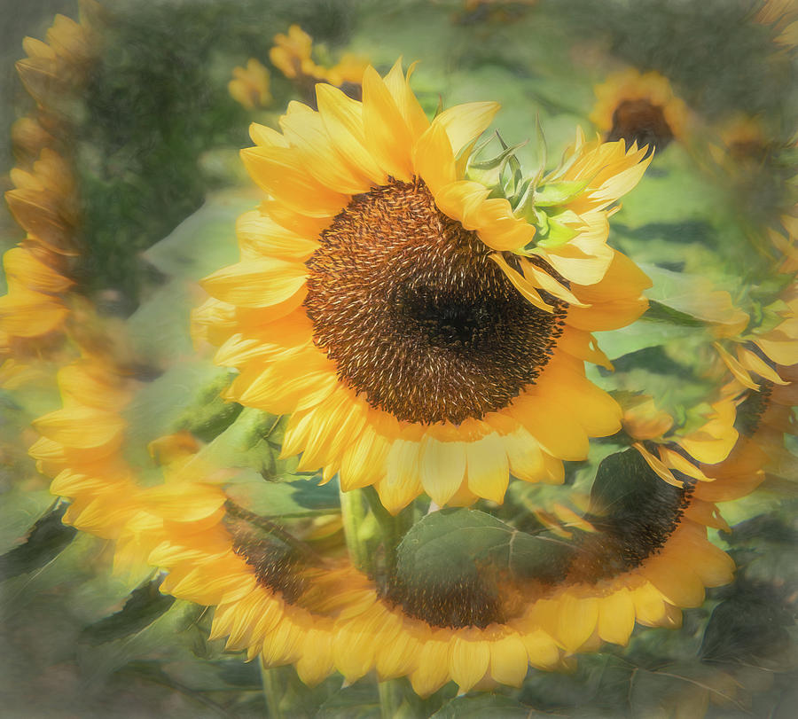 The Sunflowers Fascinator  Photograph by Sylvia Goldkranz