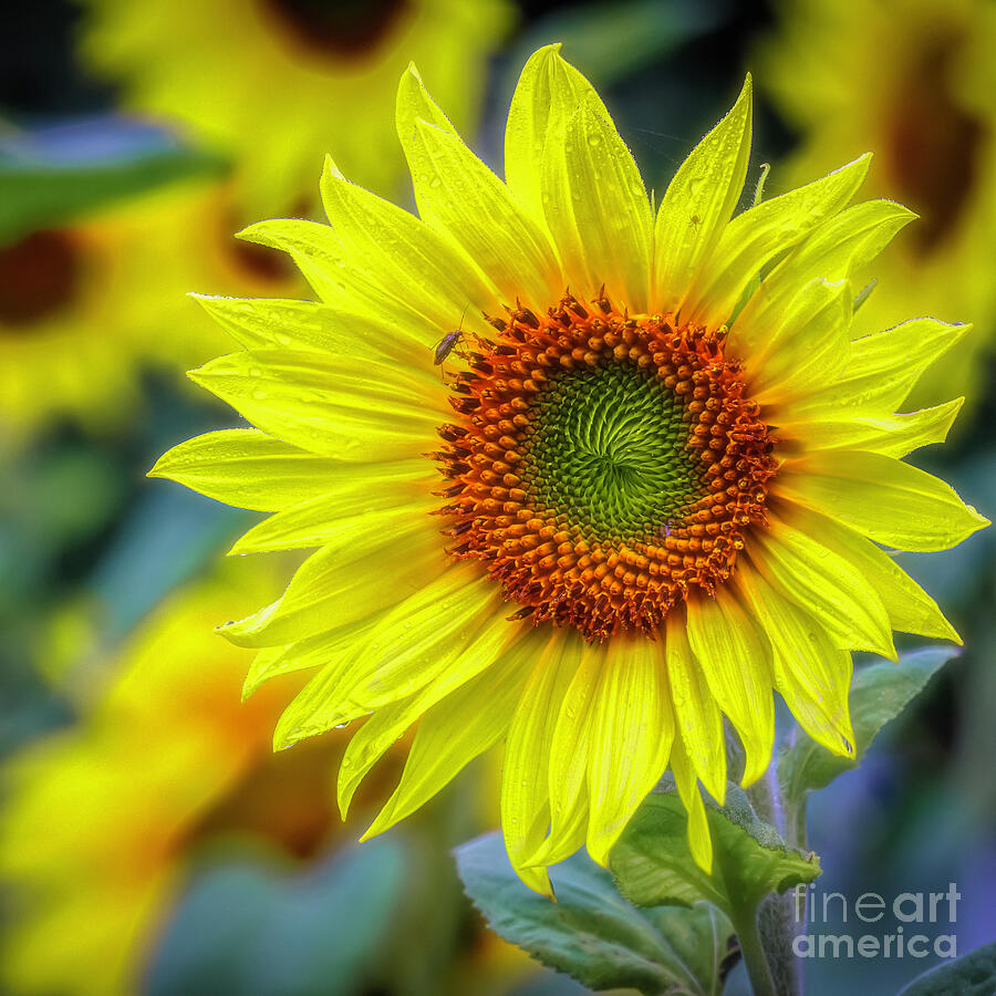 Nature Photograph - The sunniest of a humid morning by Veikko Suikkanen Nature Photograph - The sunniest of a humid morning by Veikko Suikkanen