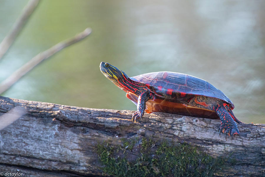 The Sunning Log Photograph by David Taylor - Pixels