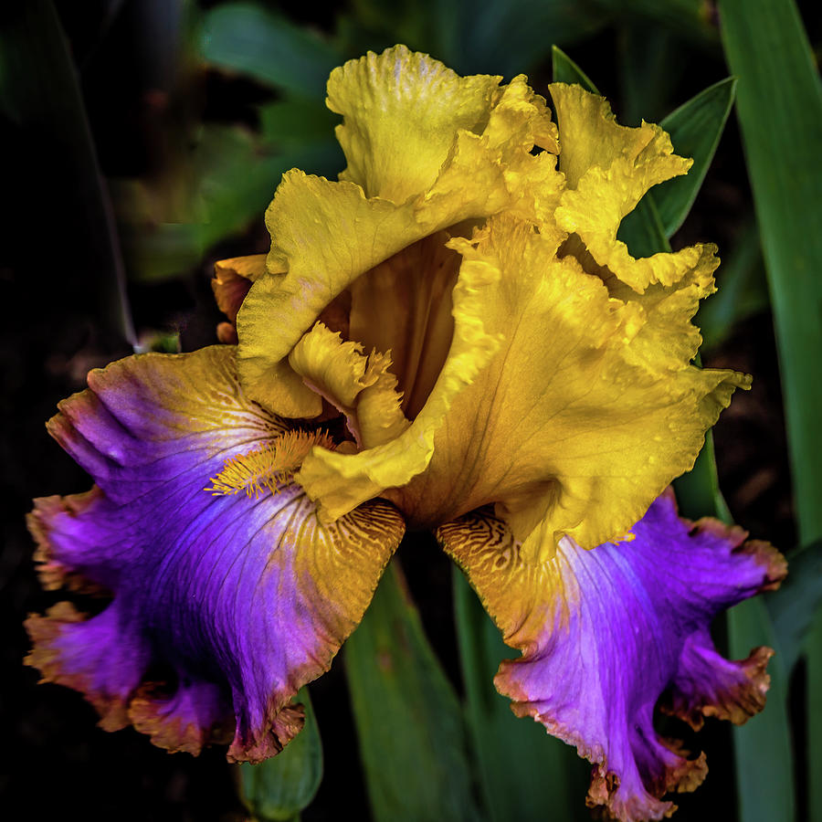 The Sunny Glow Iris Photograph by David Patterson