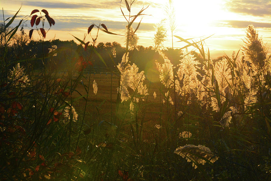 The Sunset Fields Photograph by Diane Leonard