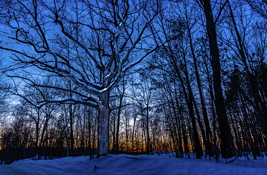 The Sunset, the snow and the old tree Photograph by Nathan Wasylewski