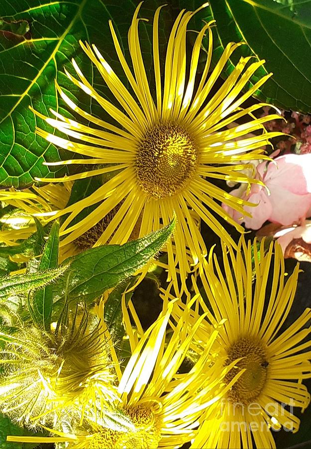 The sunshine flowers Photograph by Jillian Brown Fine Art America