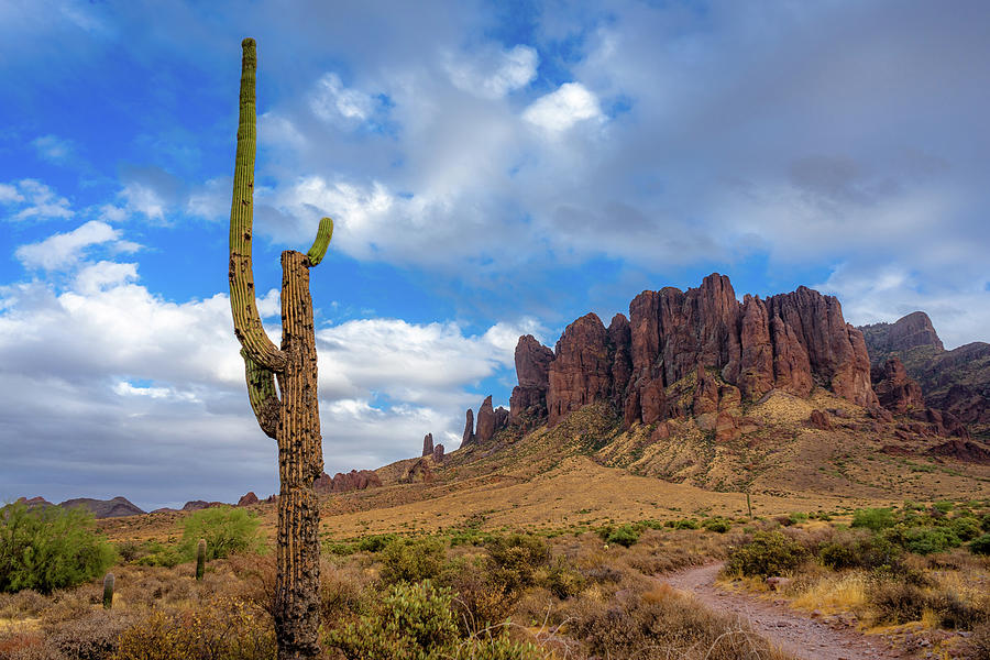 The Superstitious Saguaro Photograph by Eric Mischke - Fine Art America