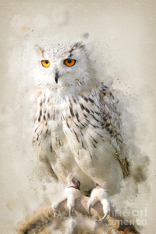 The Suspicious Owl Digital Art by Ema Paraschiv The Suspicious Owl Digital Art by Ema Paraschiv