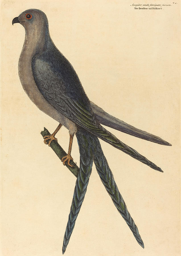 The Swallow Tail Hawk, Falco furcatus Drawing by Mark Catesby