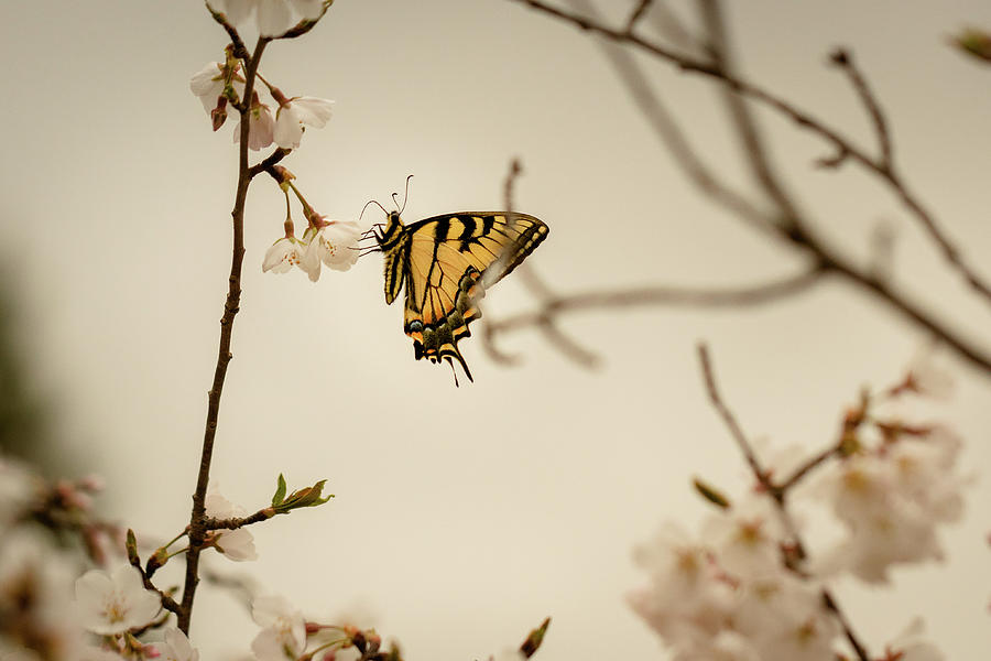 The Swallowtail and the Cherry Blossom 1 Photograph by Joni Eskridge