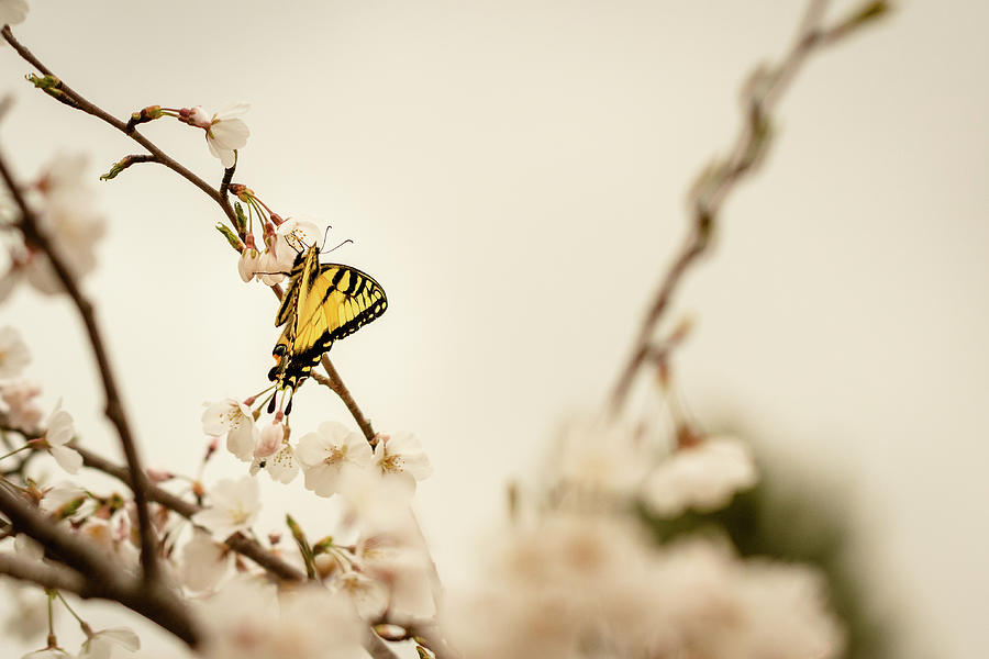 The Swallowtail and the Cherry Blossom 2 Photograph by Joni Eskridge