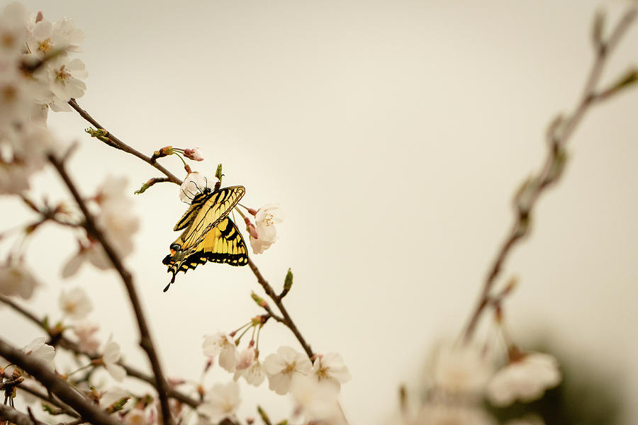 The Swallowtail and the Cherry Blossom 3 Photograph by Joni Eskridge