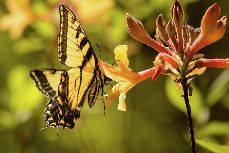 The Swallowtail and the Flame 1 Photograph by Joni Eskridge