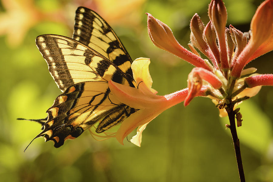 The Swallowtail and the Flame 2 Photograph by Joni Eskridge