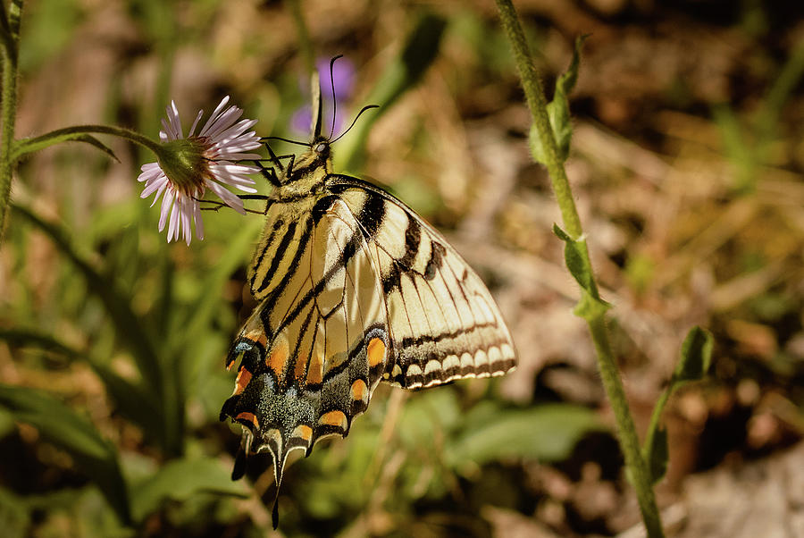 The Swallowtail and the Fleabane 1 Photograph by Joni Eskridge