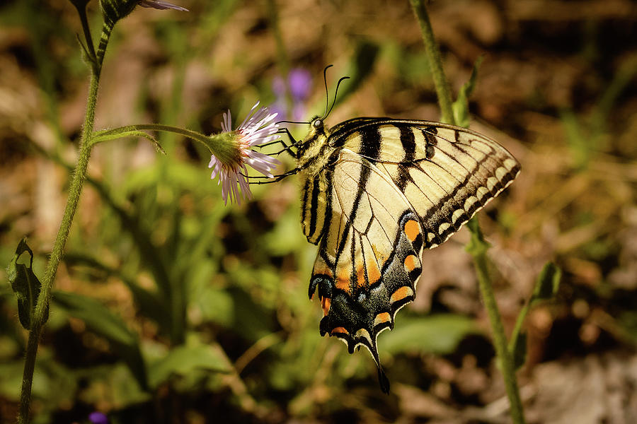 The Swallowtail and the Fleabane 2 Photograph by Joni Eskridge