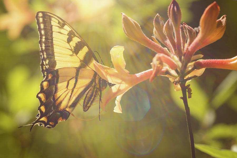 The Swallowtail and the Sunflare Photograph by Joni Eskridge