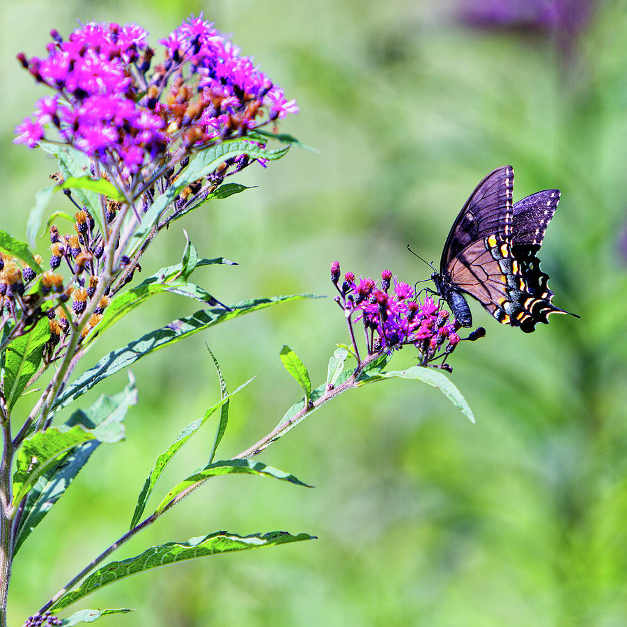 The Swallowtail Photograph by Ron Dubin