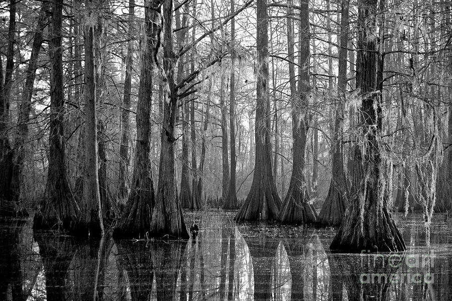 The swamp Photograph by Andrea Smith
