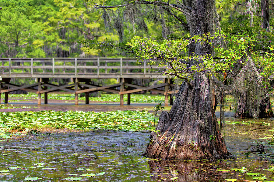 The Swamp Bridge Photograph by Amber Kresge