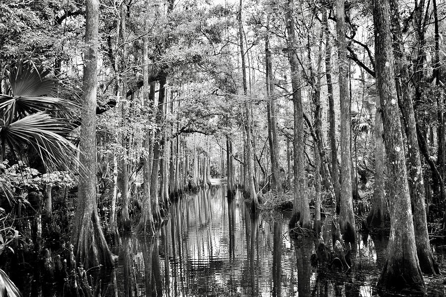 The Swamp Photograph by Carol Bradley