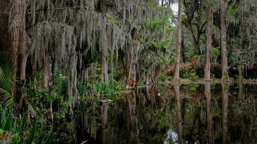 The Swamp Photograph by Colin Hocking