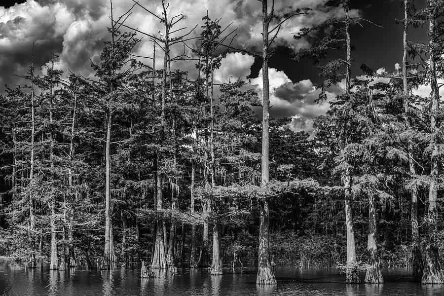 The Swamp Photograph by Mike Schaffner