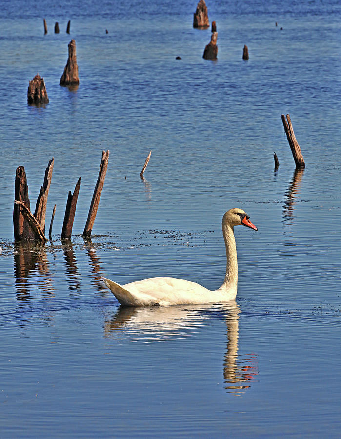 The Swan - Beauty And Elegance Photograph