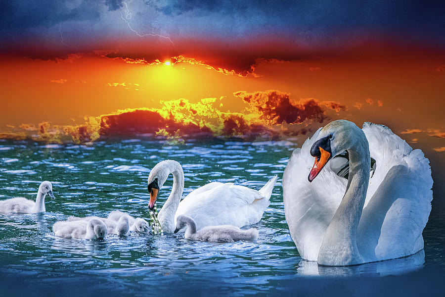 The Swan Family Photograph by Angela Carrion Photography