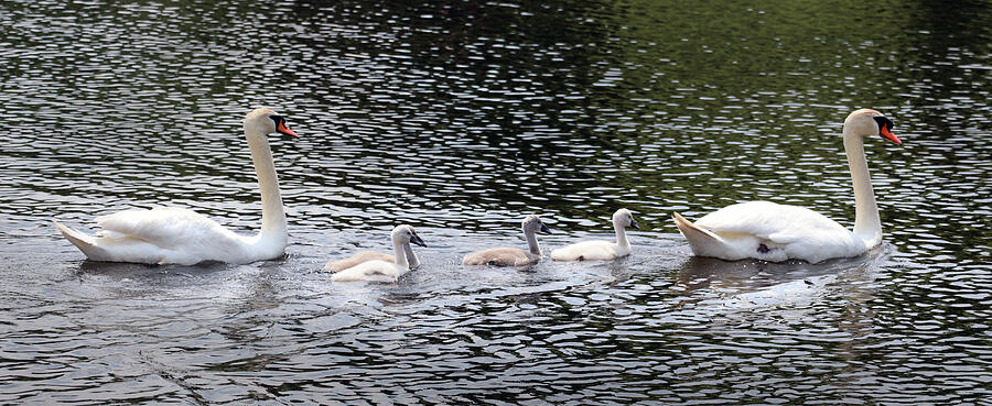 The Swan Family Photograph by David T Wilkinson