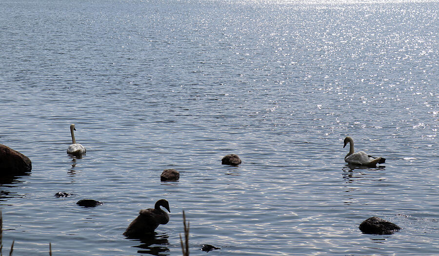 The Swan Family In The Beautiful Sea Photograph by Johanna Hurmerinta