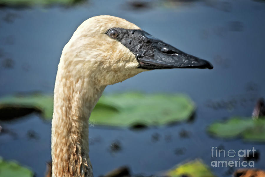 Swan Photograph - The Swan by Gaby Swanson Swan Photograph - The Swan by Gaby Swanson