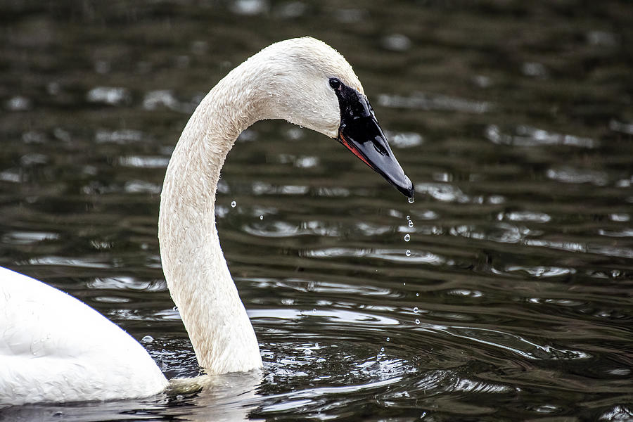The Swan Photograph by Jerry Cahill