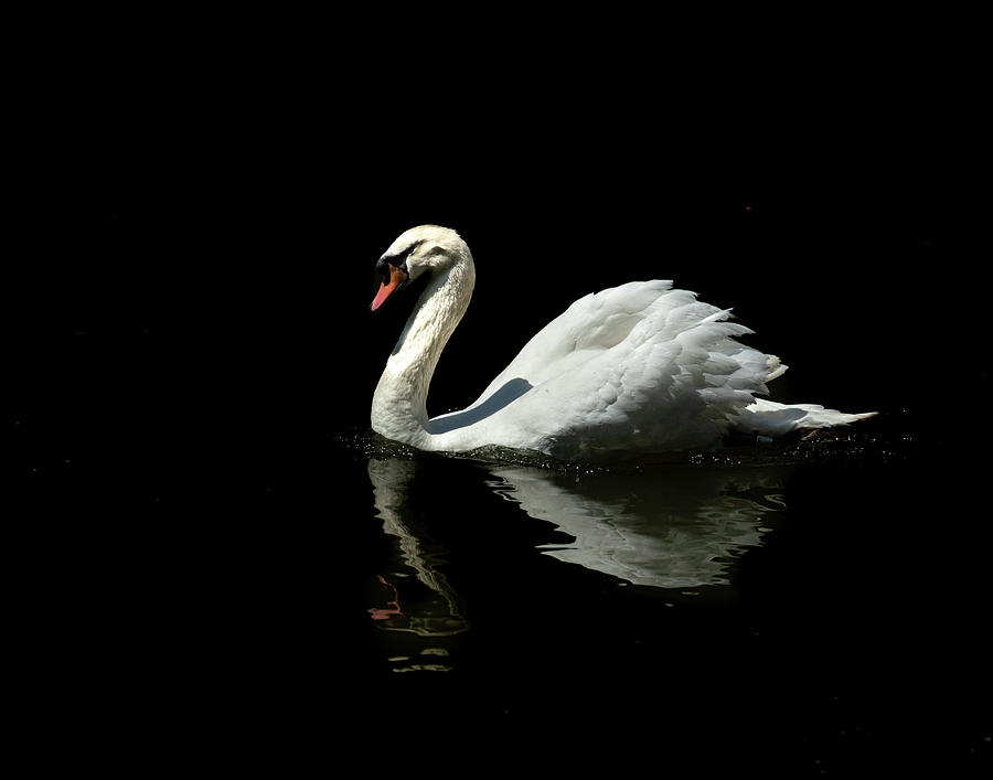 The Swan Photograph by Jim Miller