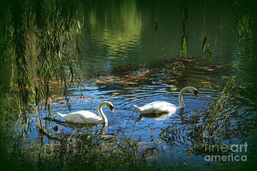 Swan Photograph - The Swan Lake in Early Autumn by Dora Sofia Caputo