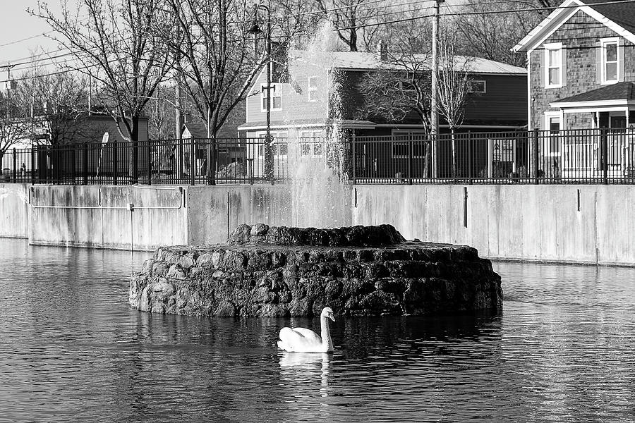 The Swan Pond Photograph