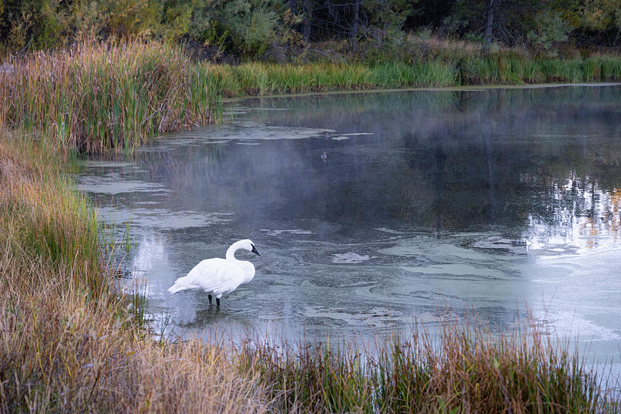 The Swan  Photograph by Steven Clark