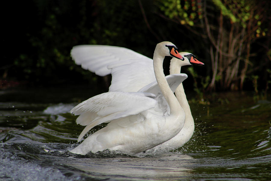 The Swans Sprints Photograph by Soraya DApuzzo